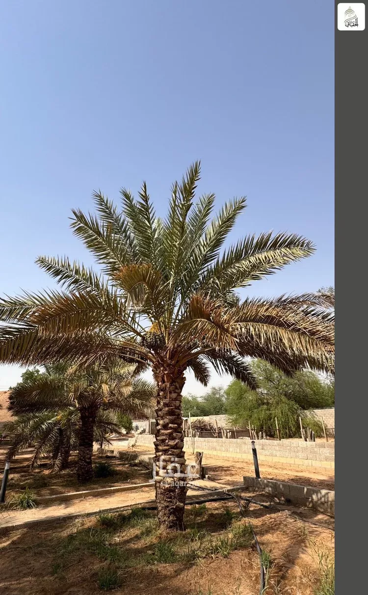 مزرعة للبيع في شارع البدائع 833, مدينة البدائع, منطقة الرياض صورة 5