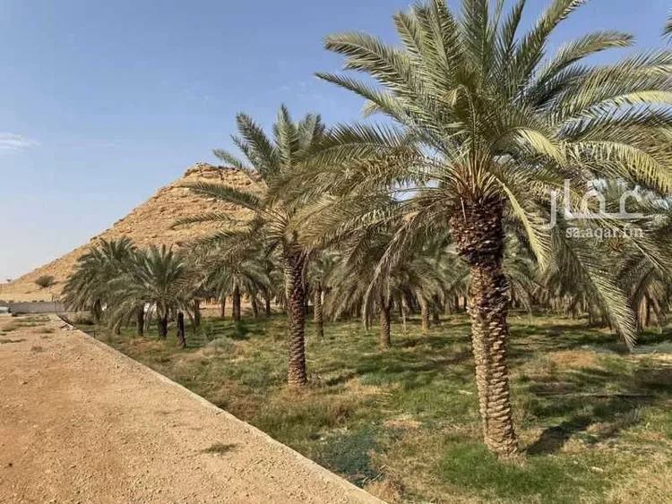 مزرعة للبيع في حي عريض, مدينة الرياض, منطقة الرياض صورة 2