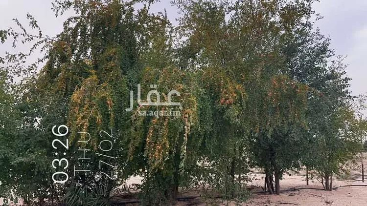 مزرعة للبيع في حي السديره, مدينة السديره, المنطقة الشرقية صورة 4