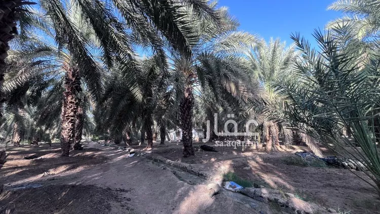 Farm for Sale in Medina Kittanah صورة 2