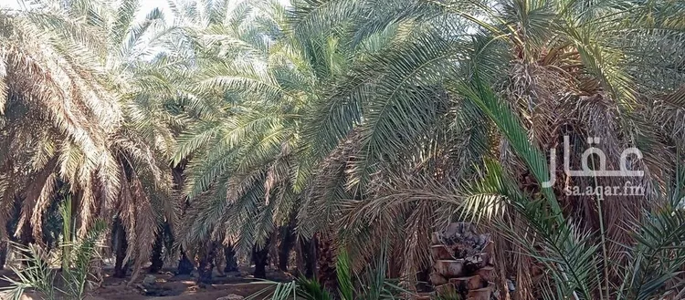 مزرعة للبيع في حي وادي الحمض, مدينة المدينة المنورة, منطقة المدينة المنورة 9