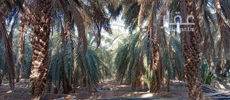 مزرعة للبيع في حي وادي الحمض, مدينة المدينة المنورة, منطقة المدينة المنورة 10