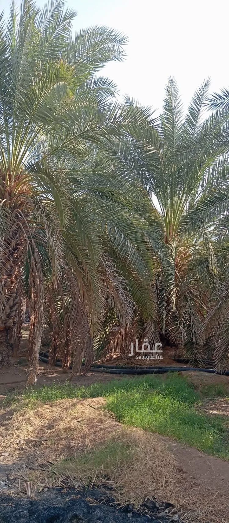 مزرعة للبيع في حي وادي الحمض, مدينة المدينة المنورة, منطقة المدينة المنورة 12