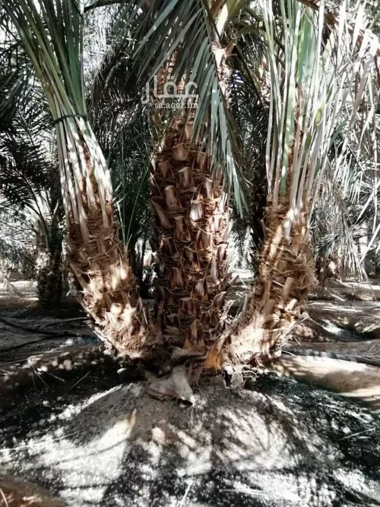 أرض للإيجار في شارع المندسة 627, حي المندسة, مدينة المدينة المنورة, منطقة المدينة المنورة صورة 5