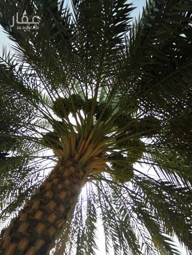 أرض للإيجار في شارع المندسة 627, حي المندسة, مدينة المدينة المنورة, منطقة المدينة المنورة