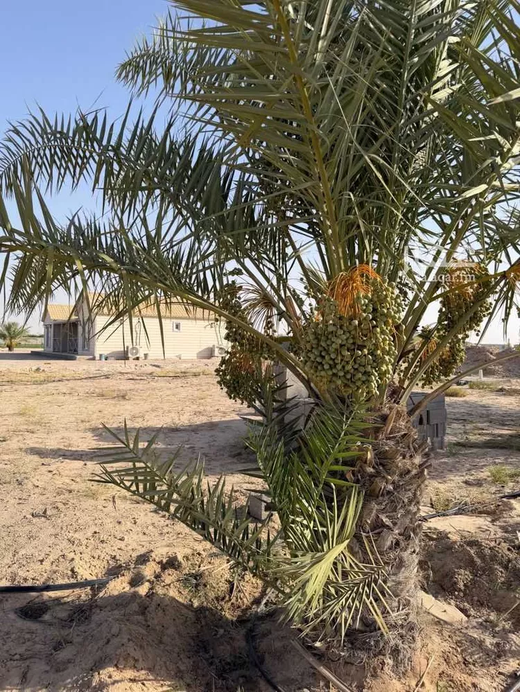 مزرعة للبيع في شارع غير مسمى, حي صلاصل, مدينة بقيق, المنطقة الشرقية 10