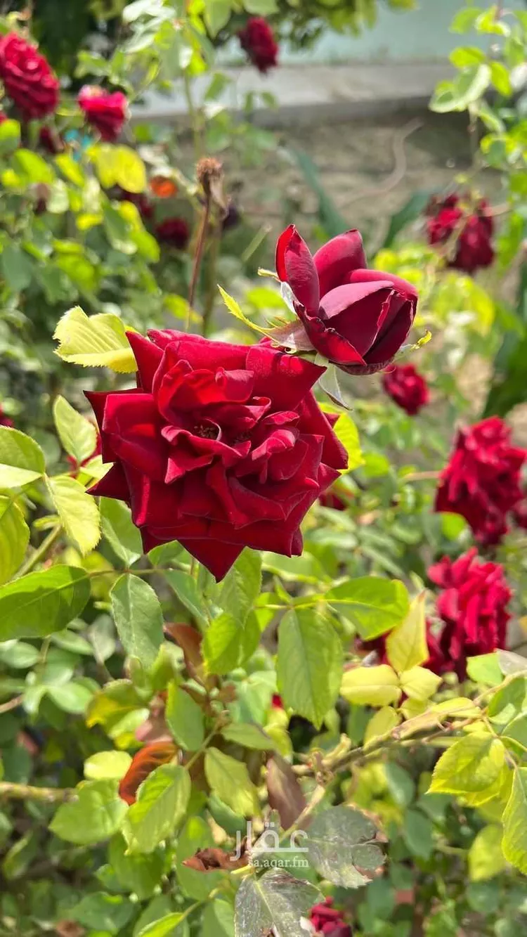 مزرعة للحجز في شارع 28 الروابي ، حي الروابي ، النماص ، النماص صورة 3