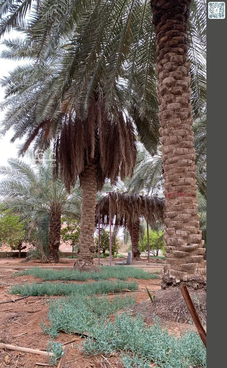 مزرعة للبيع في شارع الحارث بن النعمان بن خزمة, حي شخيب, مدينة المزاحمية, منطقة الرياض صورة 5