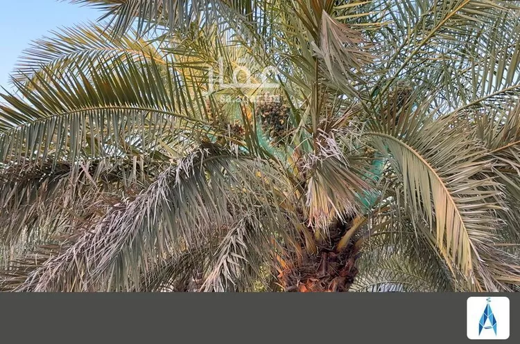 مزرعة للبيع في شارع الحسى 217, حي الحسى, مدينة الحسى, منطقة الرياض 6