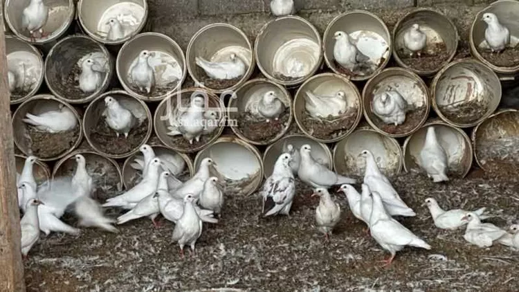 استراحة للبيع في المشاعلة ، المزاحمية صورة 4