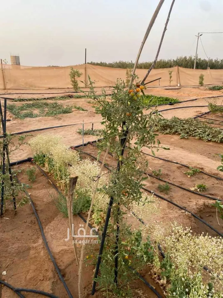 أرض للإيجار في حي حلوان, مدينة حلوان, منطقة الرياض صورة 2
