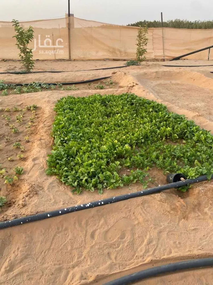 أرض للإيجار في حي حلوان, مدينة حلوان, منطقة الرياض صورة 3