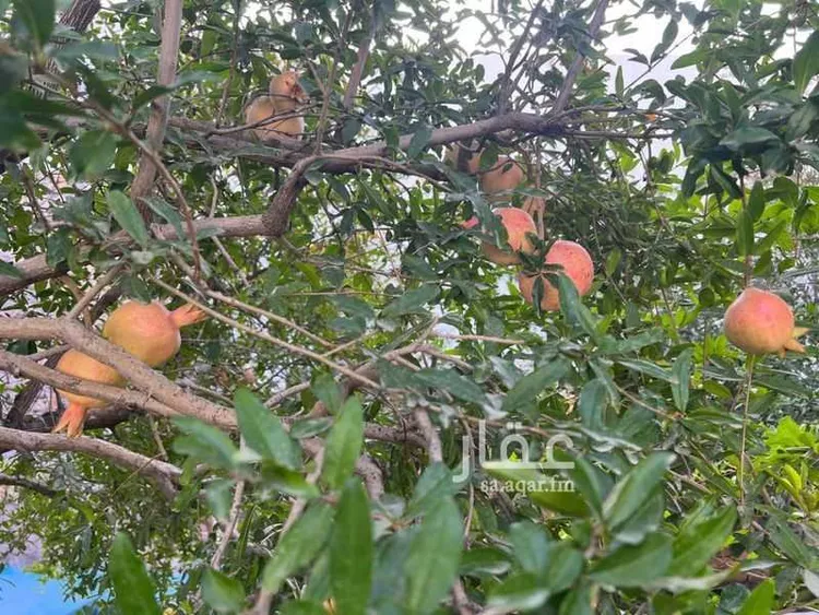 فيلا للبيع في شارع طريق المؤتمرات, حي مسرة, مدينة الطائف, منطقة مكة المكرمة صورة 5