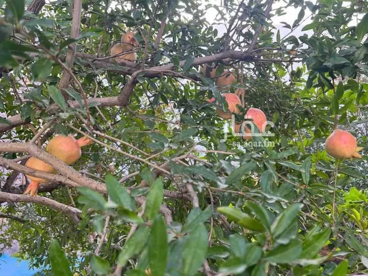 فيلا للبيع في شارع طريق المؤتمرات, حي مسرة, مدينة الطائف, منطقة مكة المكرمة صورة 5