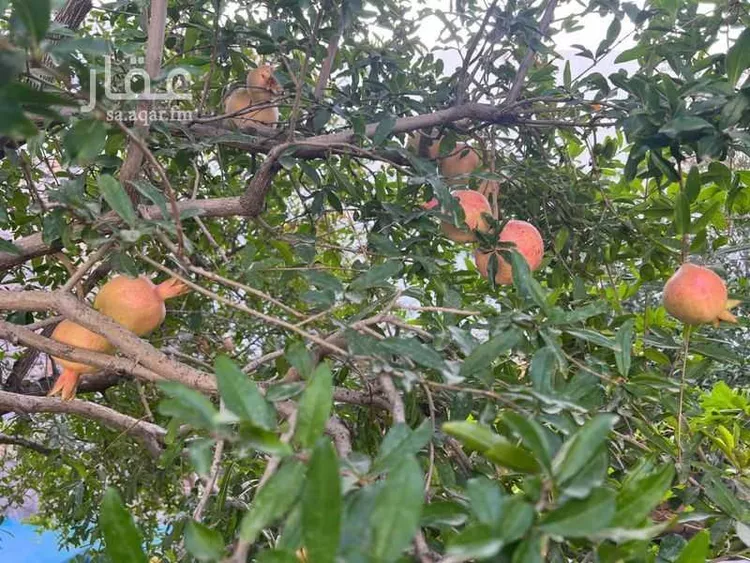 فيلا للبيع في شارع طريق المؤتمرات, حي مسرة, مدينة الطائف, منطقة مكة المكرمة صورة 5