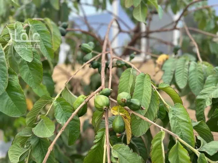 فيلا للبيع في شارع طريق المؤتمرات, حي مسرة, مدينة الطائف, منطقة مكة المكرمة صورة 4