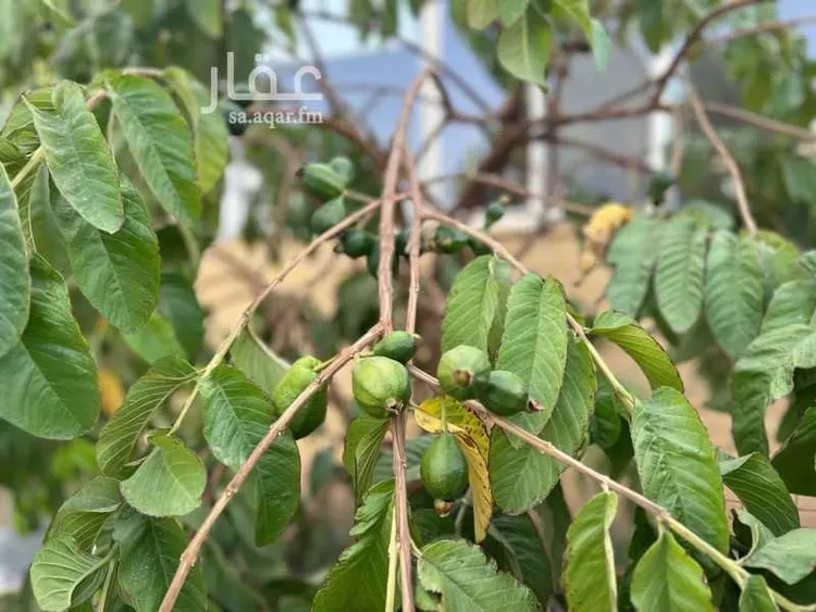 فيلا للبيع في شارع طريق المؤتمرات, حي مسرة, مدينة الطائف, منطقة مكة المكرمة صورة 4