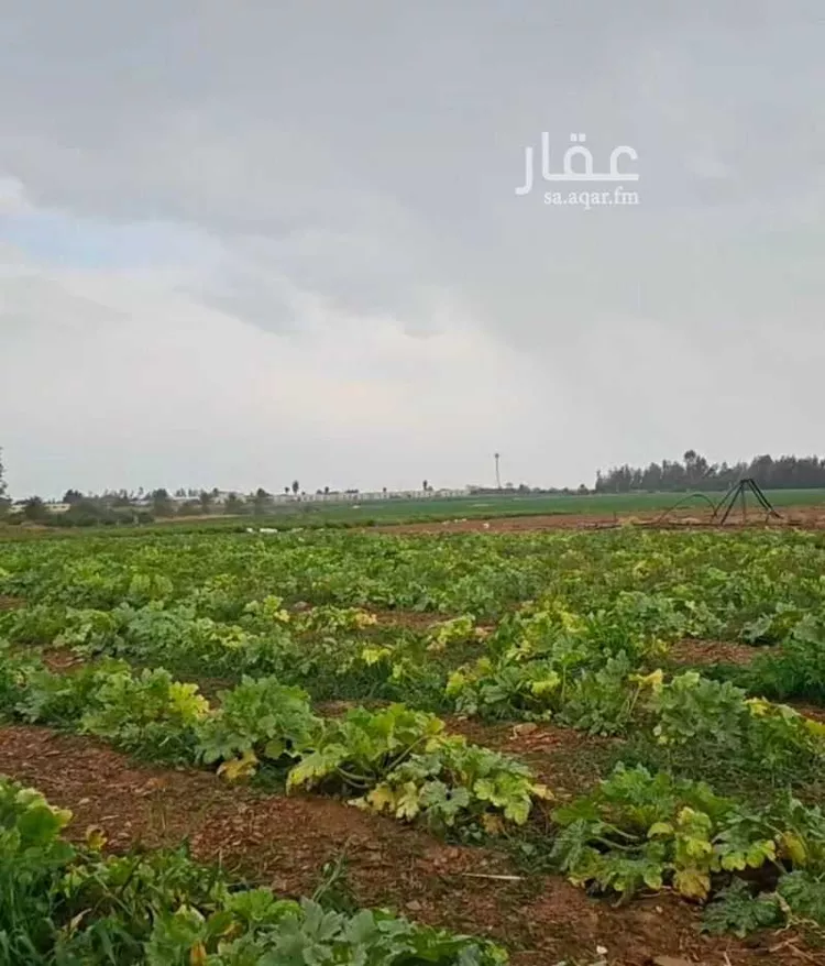 مزرعة للبيع في شارع حاطب ابن عمرو ابن عبيد الاشجعي, حي الراية, مدينة تبوك, منطقة تبوك صورة 3