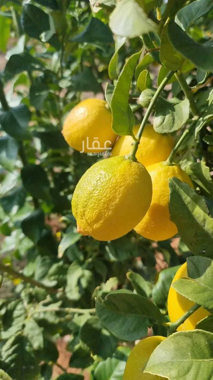 مزرعة للبيع في شارع القاعد 80, حي عثمر , مدينة عثمر المخطط, منطقة حائل 26