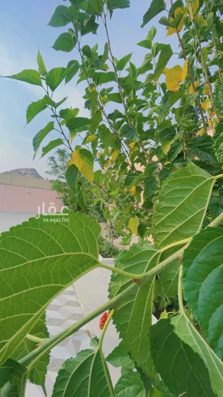 شاليه واستراحة للحجز في شارع السر 90 ، حي السر ، الطائف ، الطائف 30