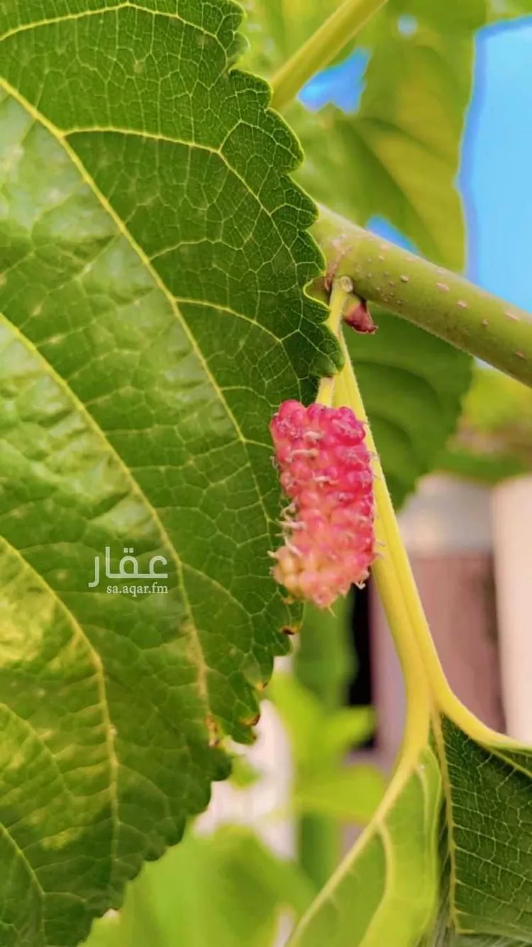 شاليه واستراحة للحجز في شارع السر 90 ، حي السر ، الطائف ، الطائف 8