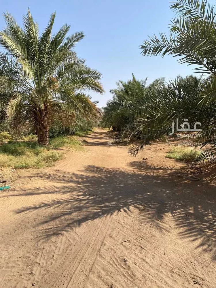 مزرعة للبيع في شارع عبدالله بن ثعلة ، ساق ، رياض الخبراء صورة 2