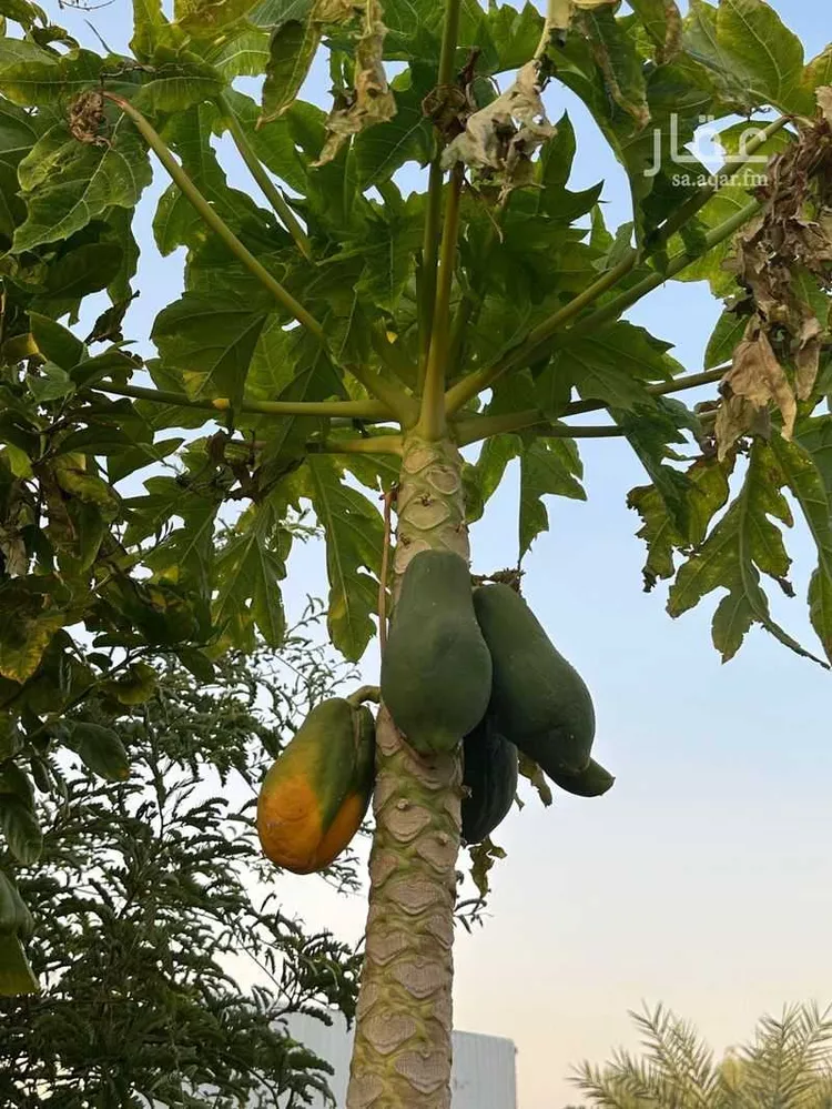 مزرعة للبيع في الجله ، القويعية 7