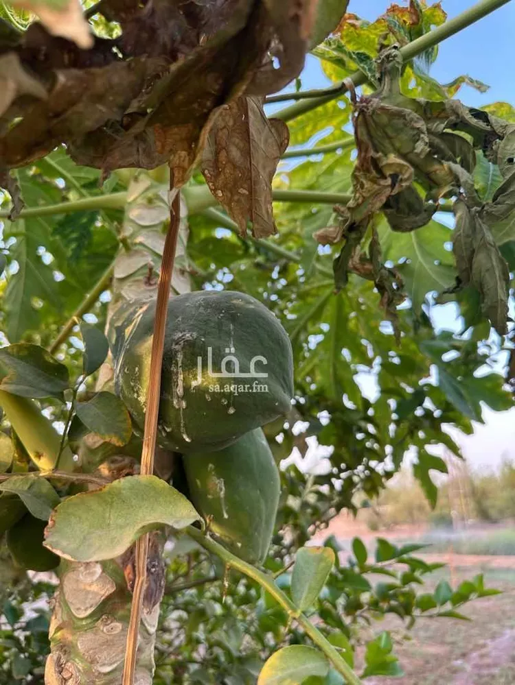 مزرعة للبيع في الجله ، القويعية صورة 4