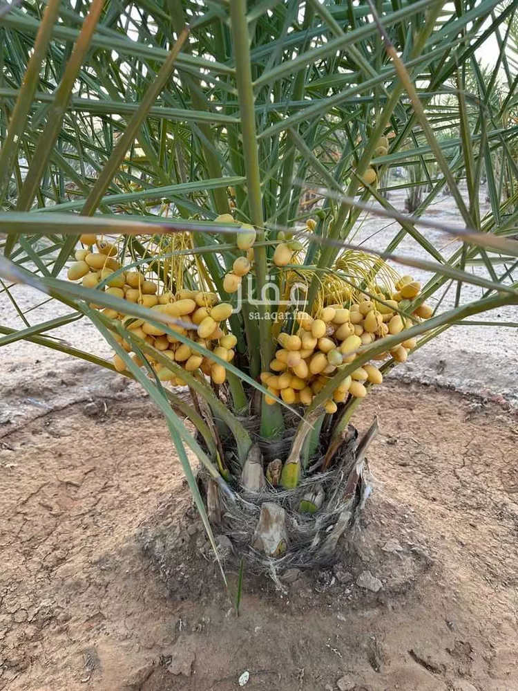 مزرعة للبيع في الجله ، القويعية