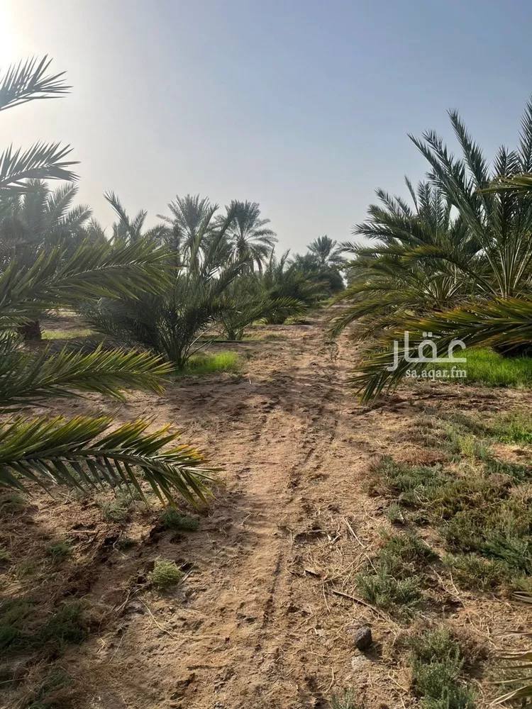 مزرعة للبيع في شارع المليليح 98, حي المليليح, مدينة المدينة المنورة, منطقة المدينة المنورة صورة 3