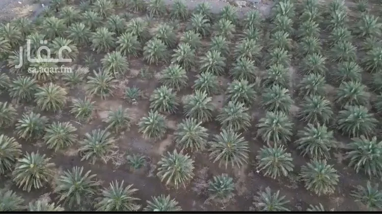 مزرعة للبيع في حي وادي البطان, مدينة المدينة المنورة, منطقة المدينة المنورة