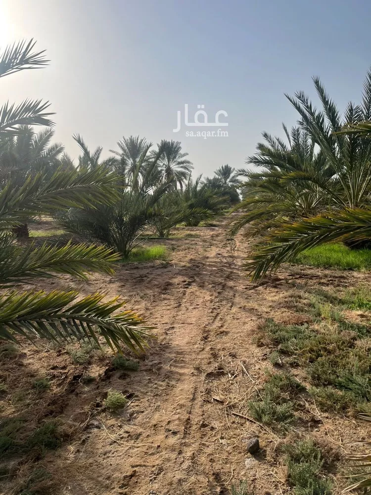 مزرعة للبيع في شارع المليليح 98, حي المليليح, مدينة المدينة المنورة, منطقة المدينة المنورة صورة 4