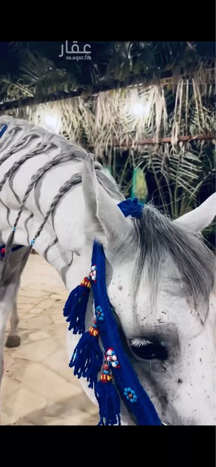 مخيم للحجز في شارع أمين الريحاني ، حي المصفاة ، الرياض ، منطقة الرياض صورة 3