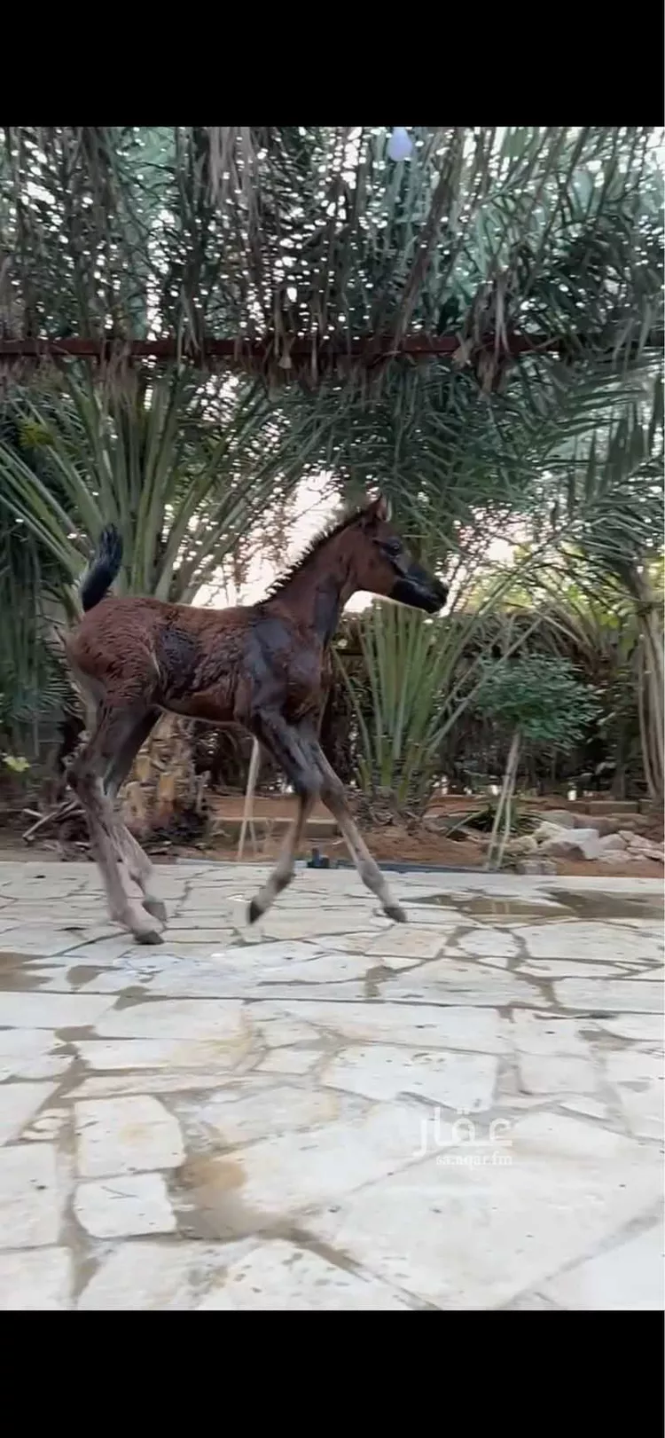 مخيم للحجز في شارع أمين الريحاني ، حي المصفاة ، الرياض ، منطقة الرياض صورة 2