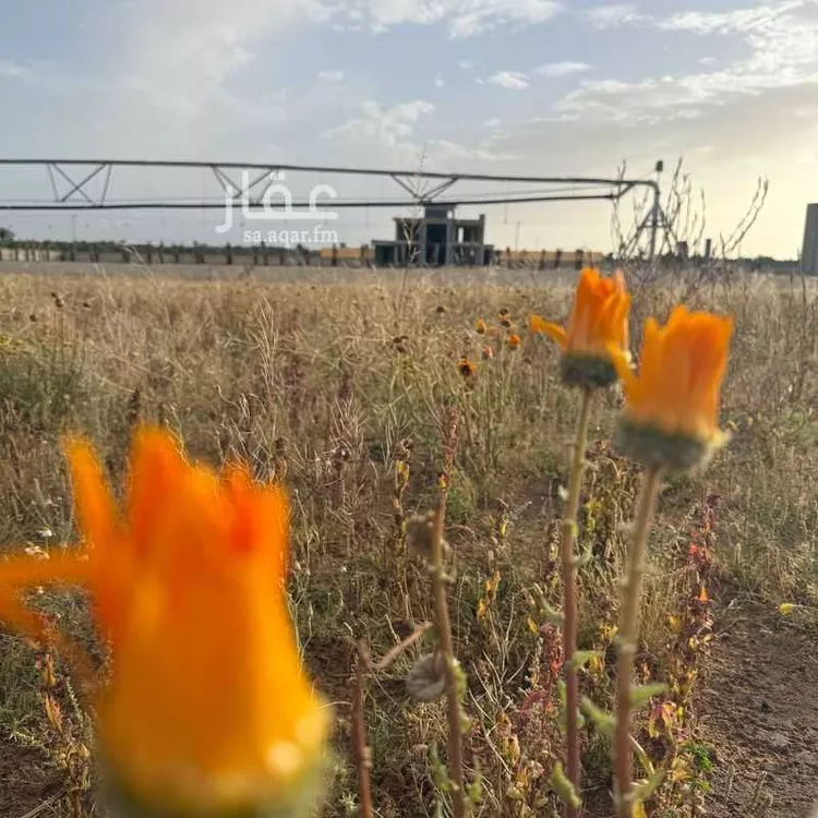 مزرعة للبيع في حي الغماس ، بريدة ، بريدة صورة 5