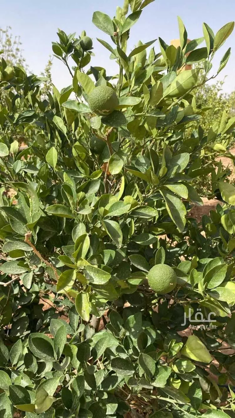 مزرعة للبيع في شارع غير مسمي 1466 1801, حي دقله, مدينة دقله, منطقة الرياض 22