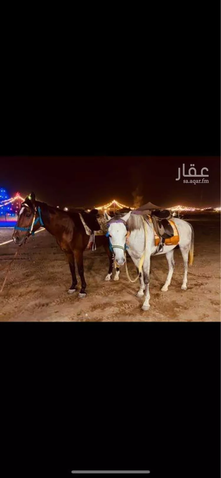 Camp for booking in Jeddah Bryman 8