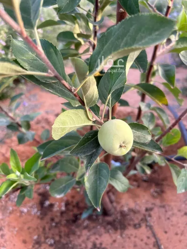 استراحة للبيع في شارع ابن شهيد الاندلسي, مدينة الجله, منطقة الرياض صورة 2