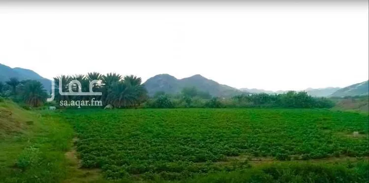 مزرعة للبيع في شارع حارثة بن الربيع الأنصاري, حي ام هشيم, مدينة ام هشيم, منطقة مكة المكرمة صورة 4