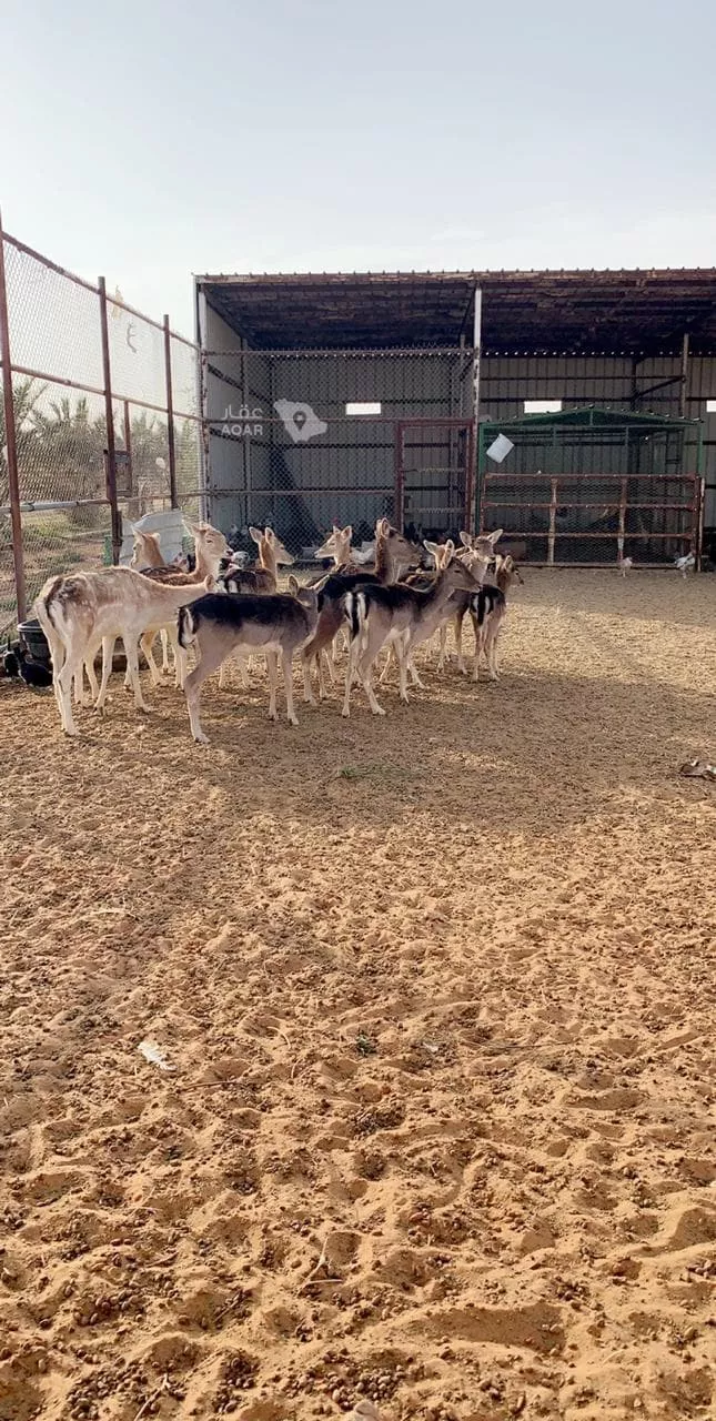 مزرعة للبيع في شارع الملك عبدالله ابن عبدالعزيز سعود, حي ج1, مدينة حريملاء, منطقة الرياض 18