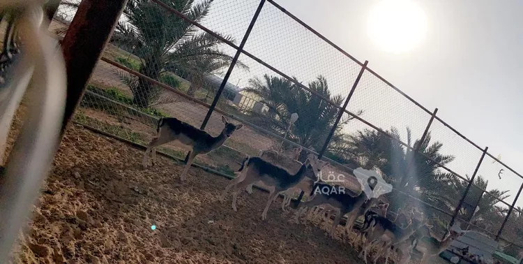 مزرعة للبيع في شارع الملك عبدالله ابن عبدالعزيز سعود, حي ج1, مدينة حريملاء, منطقة الرياض 17