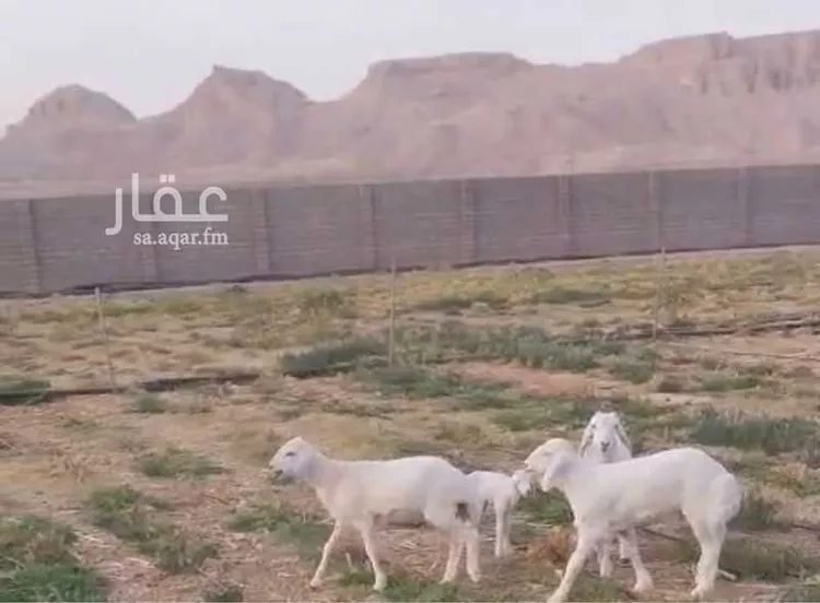 أرض للبيع في حي الياسمين, مدينة المزاحميه, منطقة الرياض