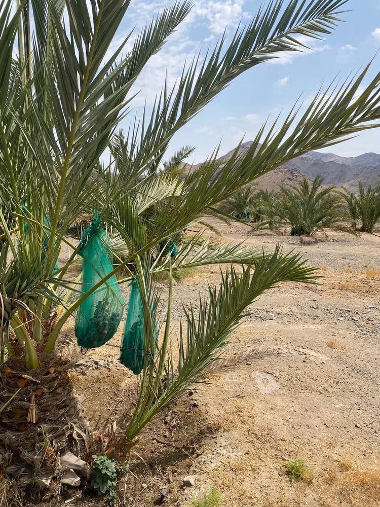 Farm for rent in Medina As Sikkah Al Hadid صورة 4
