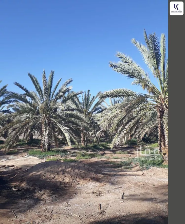 Farm for Sale in Medina Al Ghabah صورة 3