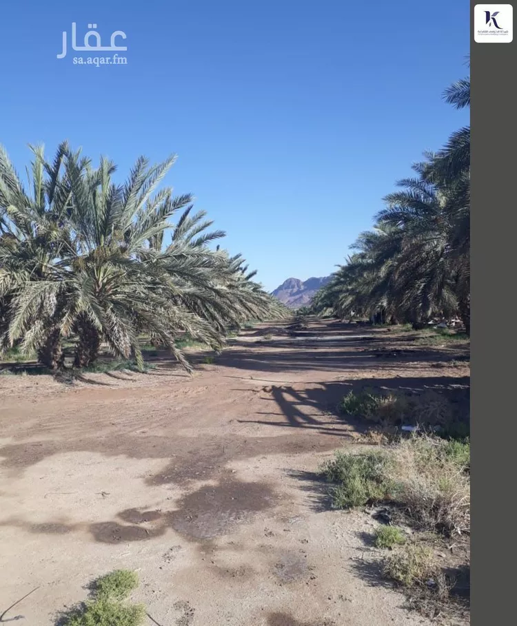 Farm for Sale in Medina Al Ghabah صورة 2