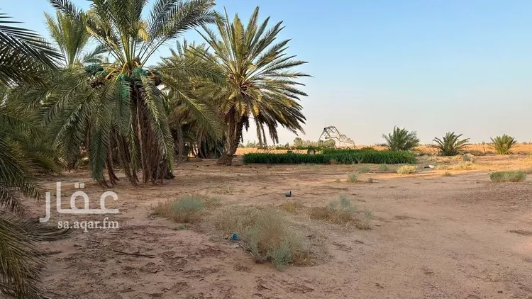 مزرعة للبيع في شارع, حي مزارع ابو غيل, مدينة مزارع ابو غيل, منطقة حائل صورة 3