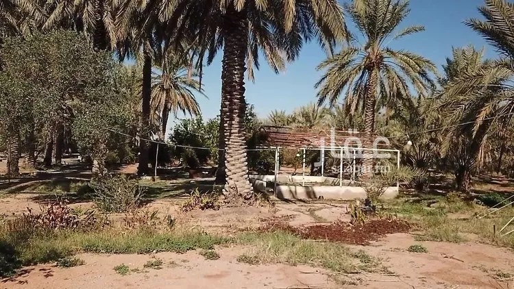 مزرعة للبيع في شارع شارع , حي فيضه بن حميد, مدينة فيضه بن حميد, منطقة القصيم صورة 5