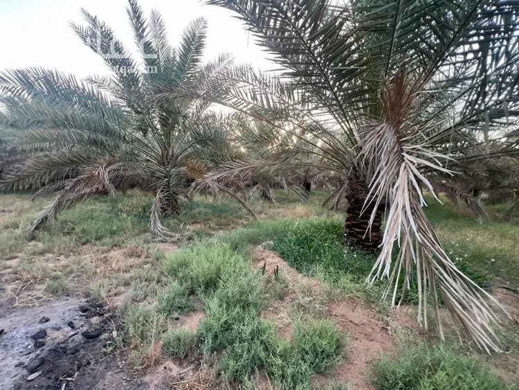 مزرعة للبيع في شارع شارع , حي مزارع شرق البطين, مدينة مزارع شرق البطين, منطقة القصيم صورة 4