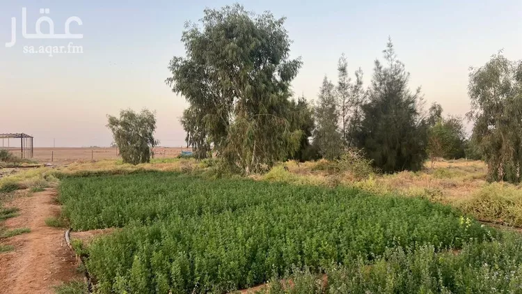 مزرعة للبيع في شارع شارع, حي الودى, مدينة ودي الحزم   الودي, منطقة حائل 13