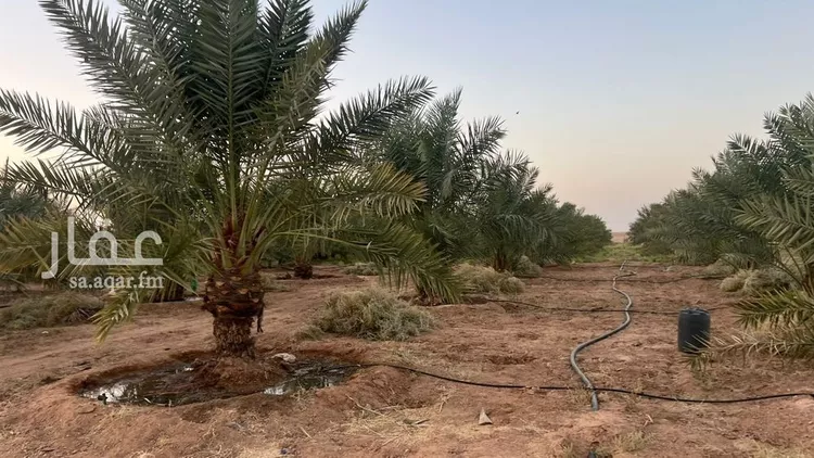 مزرعة للبيع في شارع شارع, حي الودى, مدينة ودي الحزم   الودي, منطقة حائل 15